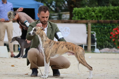Étalon Whippet - CH. reffton Lykaios