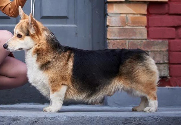 CH. andvol Agent 007