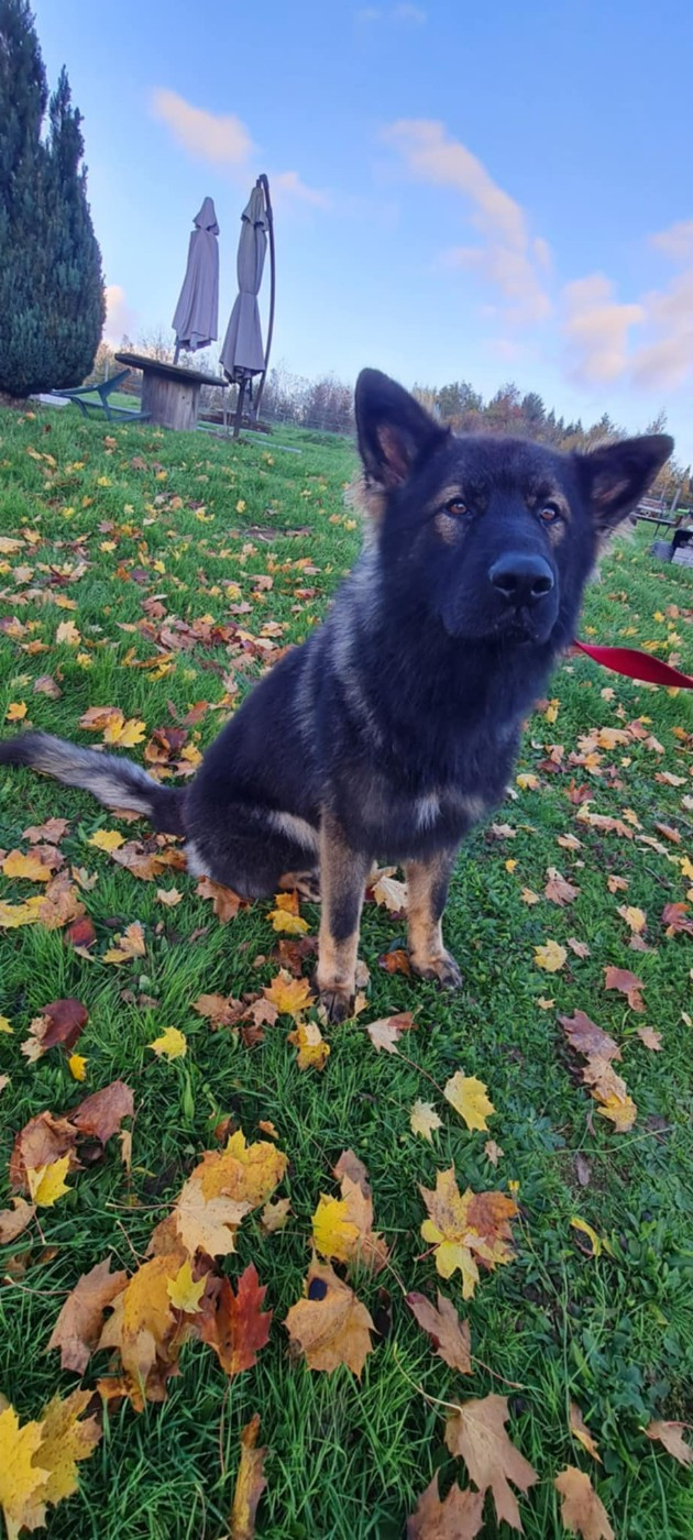 Publication : une Patte de Diamant