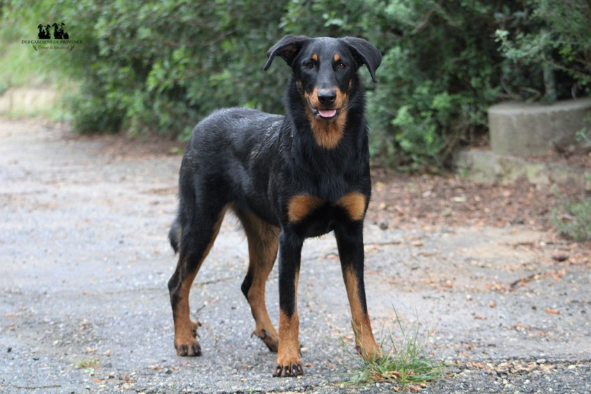 Publication : Des Gardiens De Provence Auteur : Des Gardiens de Provence