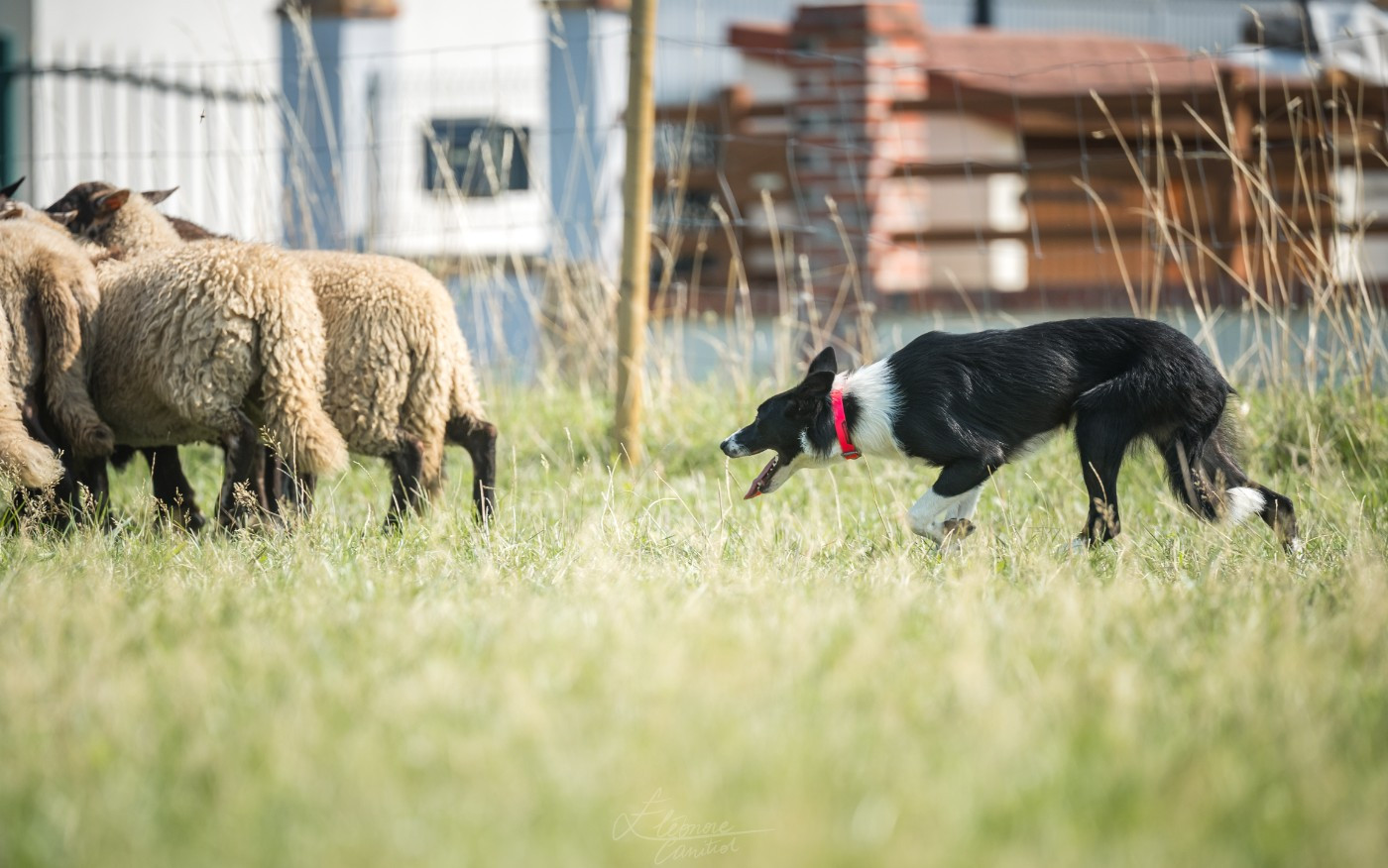 Publication : Ar Kerangwenn Auteur : Eleonore Canitrot