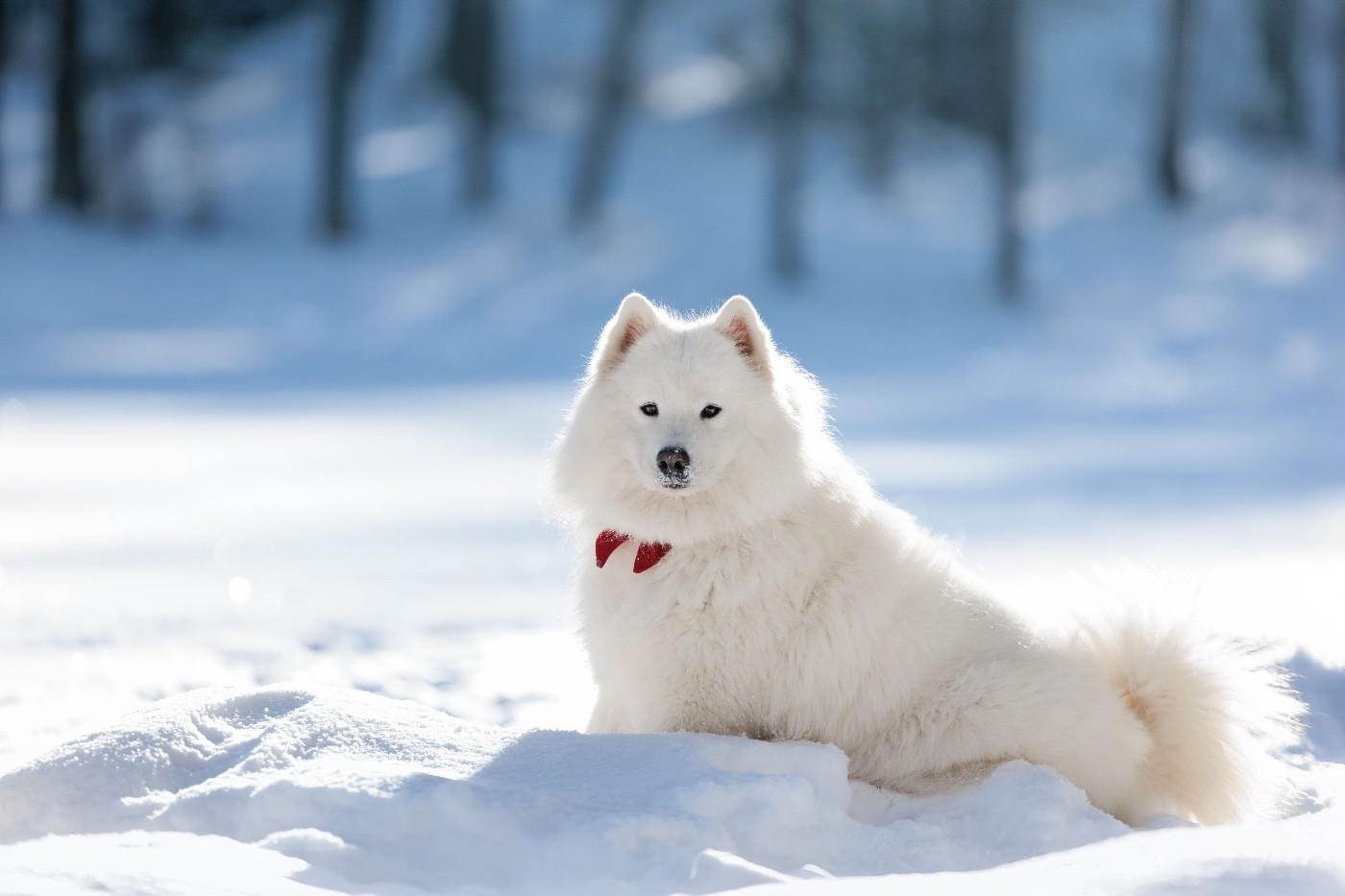 Serra bella Des Noces De Coton