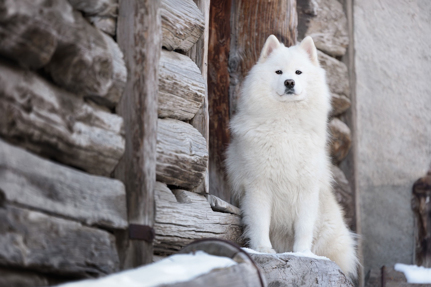 Publication : Des Noces De Coton