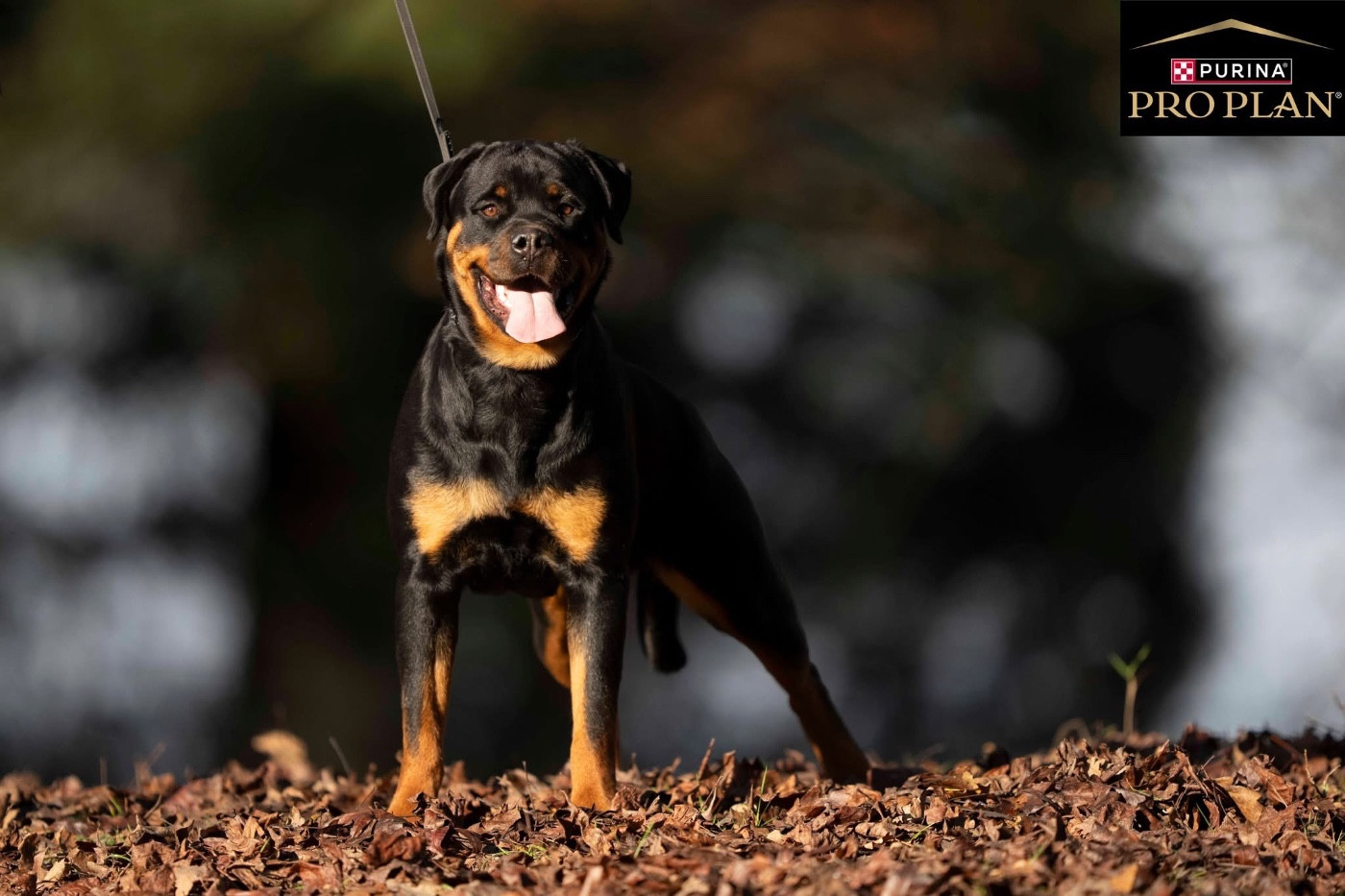 Publication : De La Légende D’Hestia 