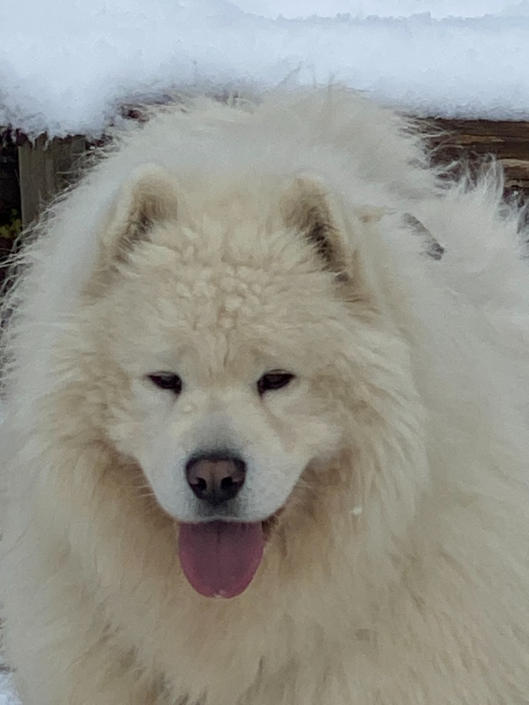 Publication : De La Ferme Aux Corneilles Auteur : Magalie CROUZET