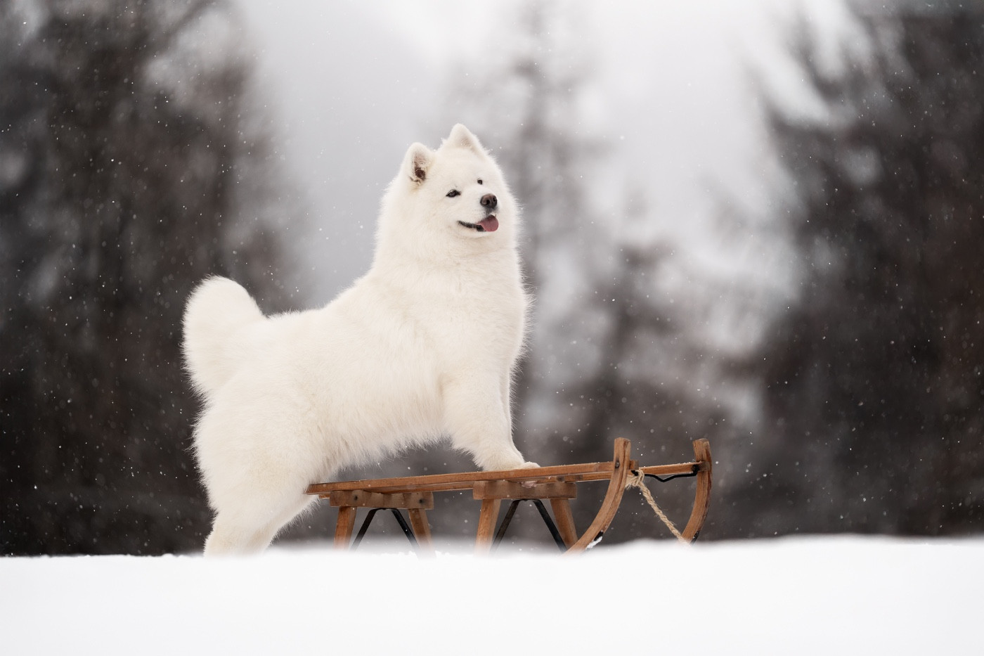 Publication : Des Noces De Coton