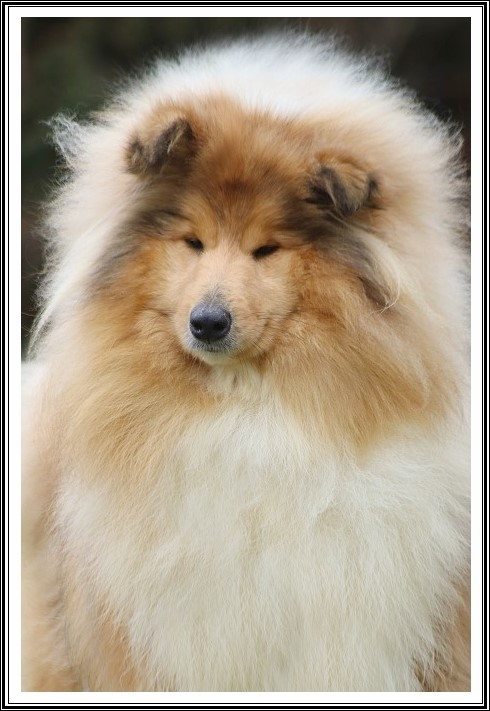 Publication : du bois des amazones Auteur : du Bois des Amazones