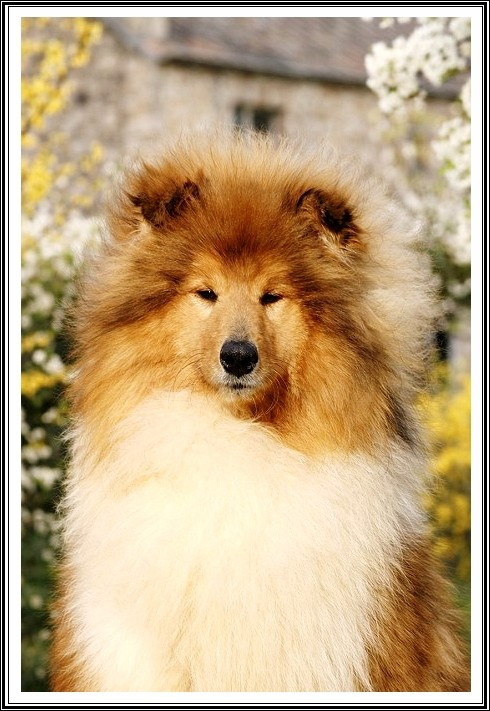 Publication : du bois des amazones Auteur : du Bois des Amazones