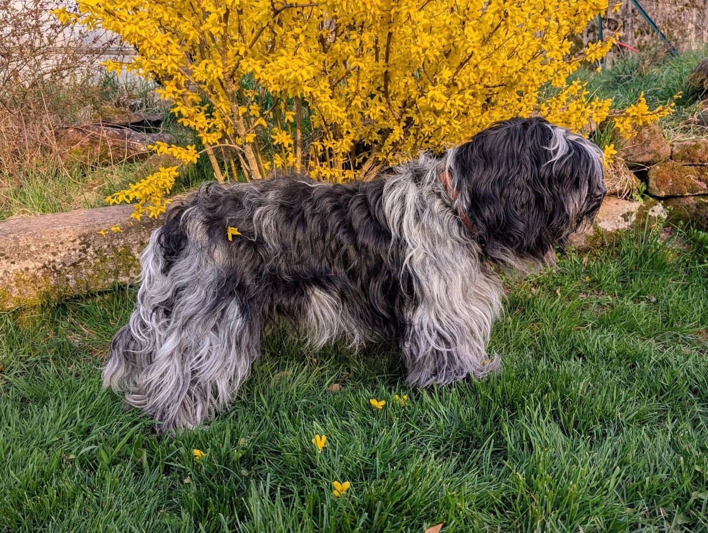 CH. Multi CH, CHIB- Chfj - cot 4- thess Des Loustics De Pen Ar Bed