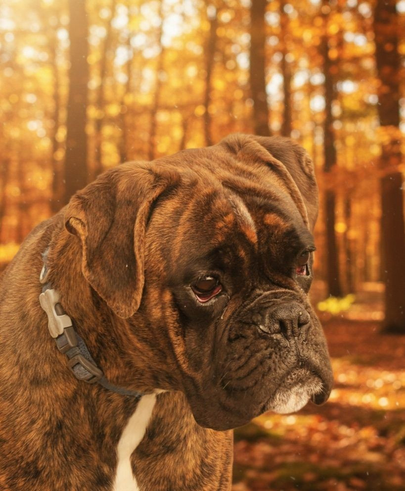 Publication : De La Vallée Des Borderies 