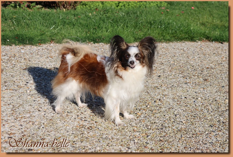 Publication : du Pre Mely de Laureden Auteur : du Pre Mely de Laureden