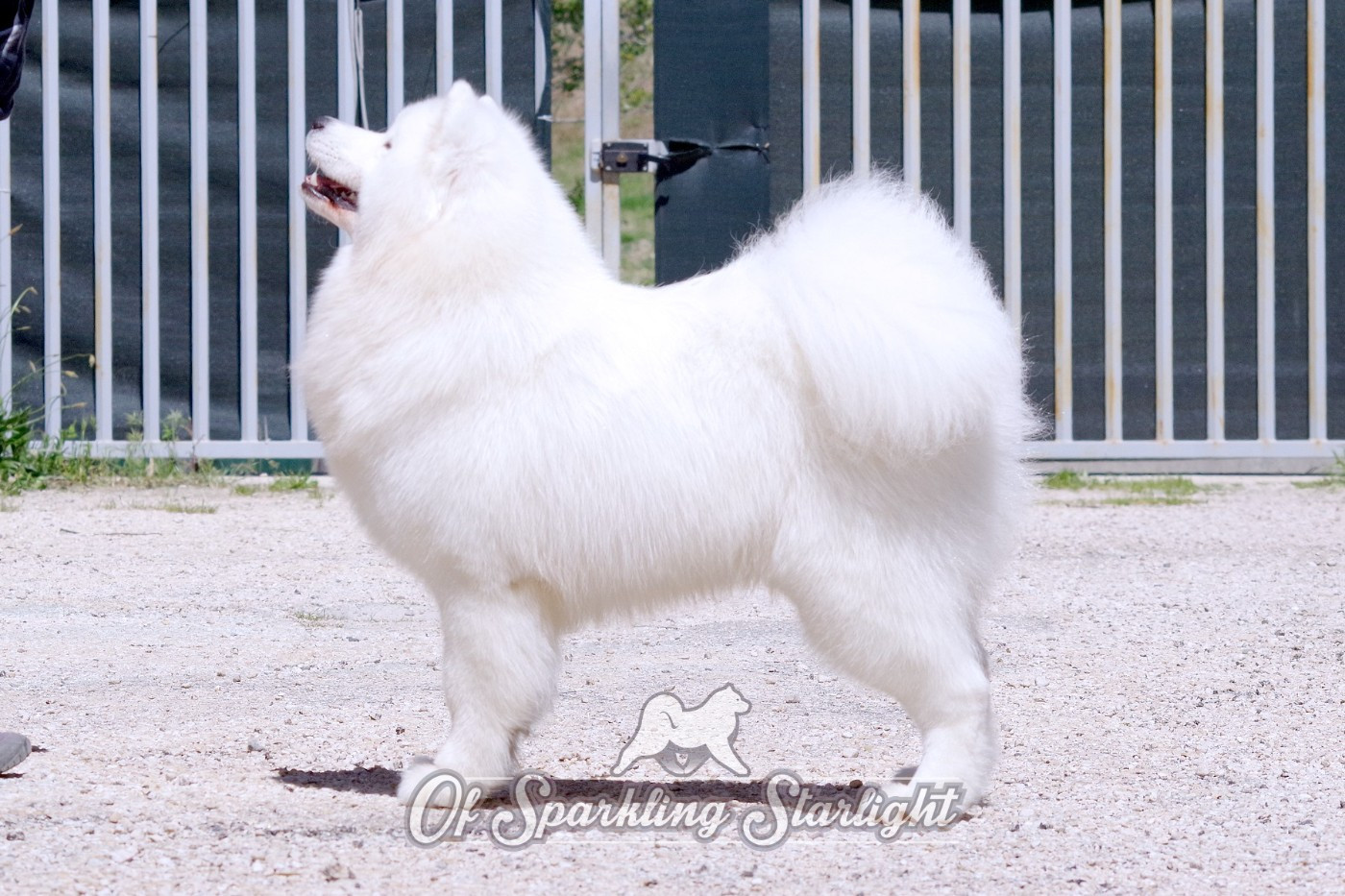 Publication : of Sparkling Starlight Auteur : of sparkling starlight