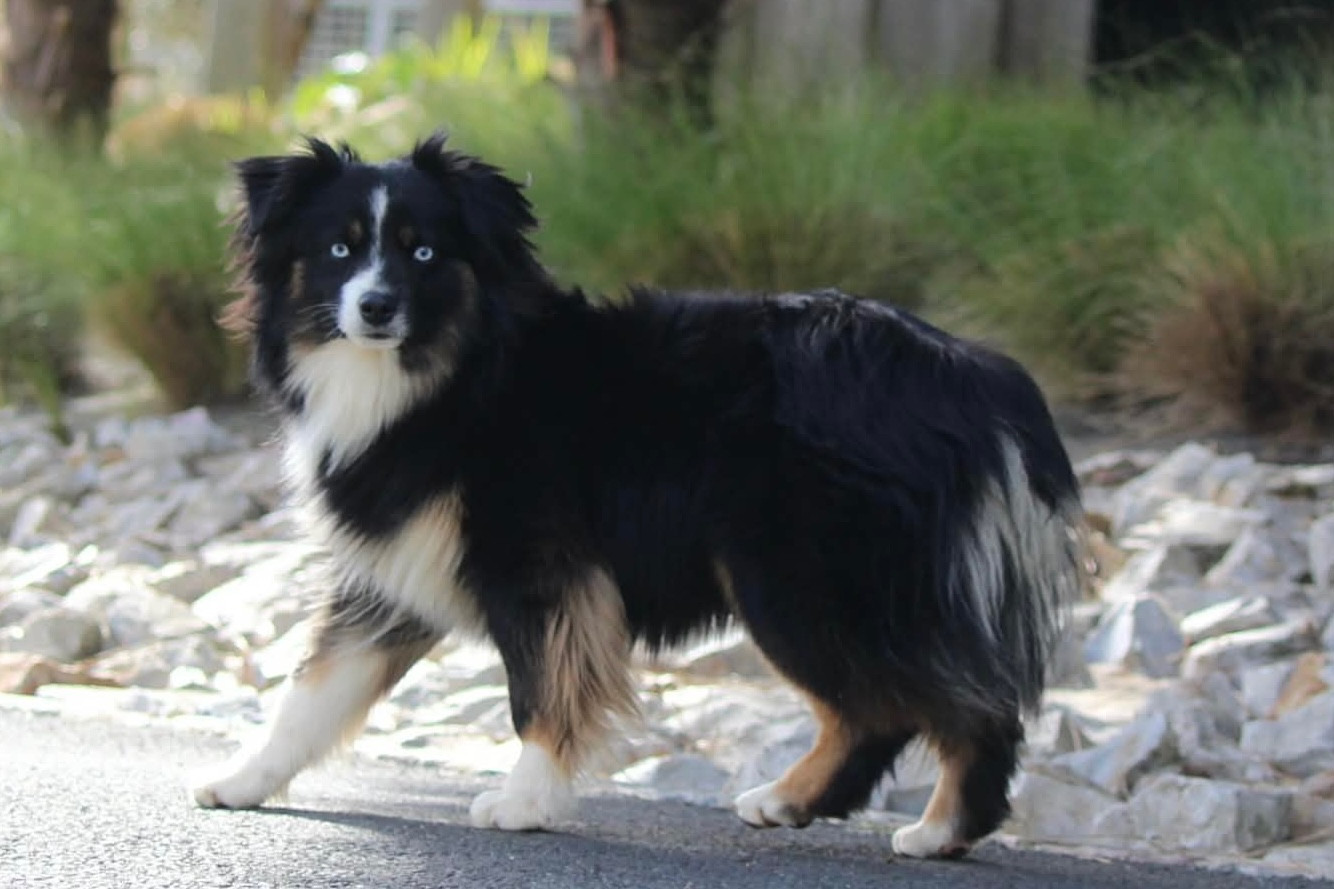 Publication : De La Cour Des Iles Auteur : Fondimare Benoit