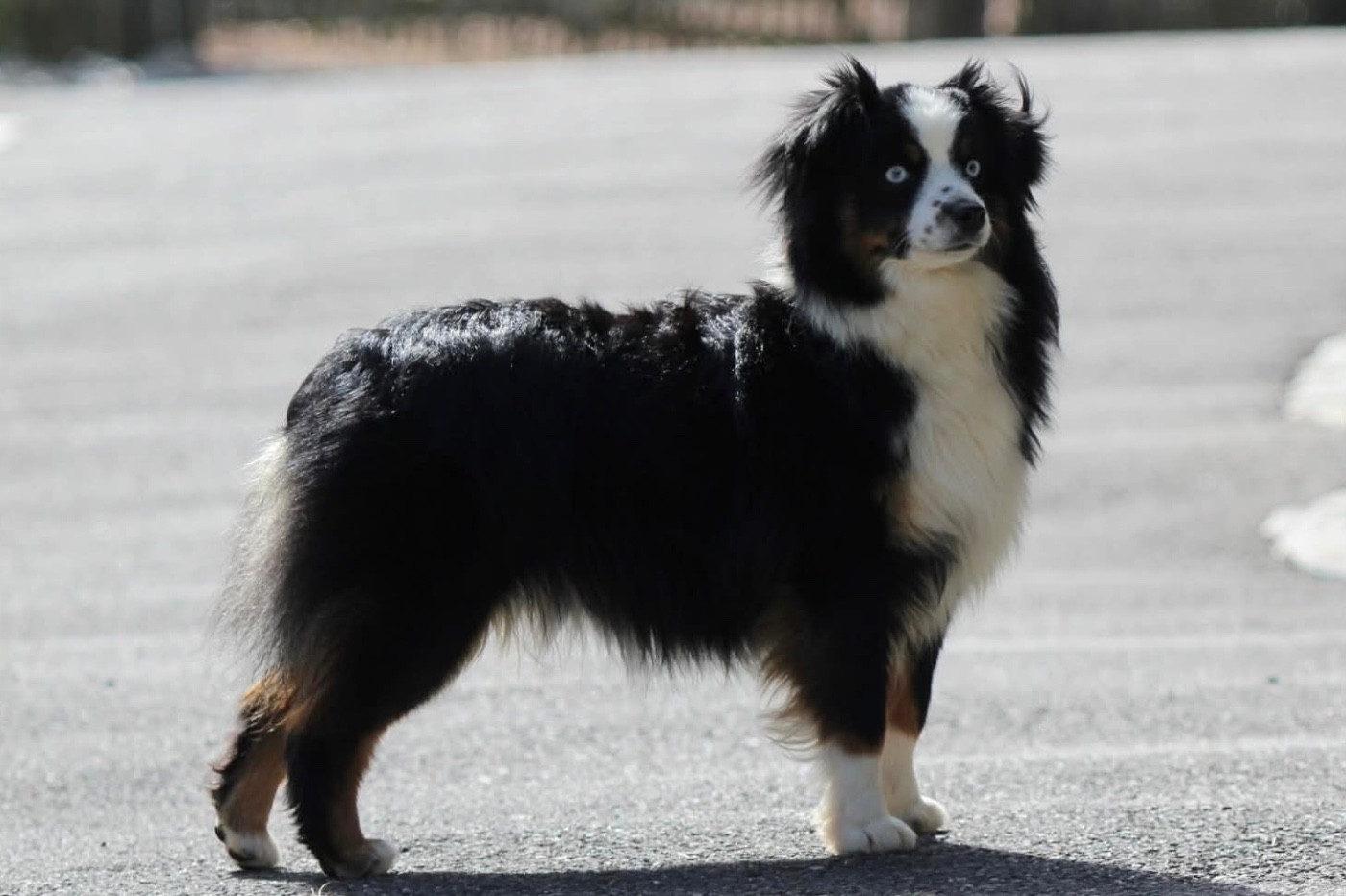 Publication : De La Cour Des Iles Auteur : Fondimare Benoit