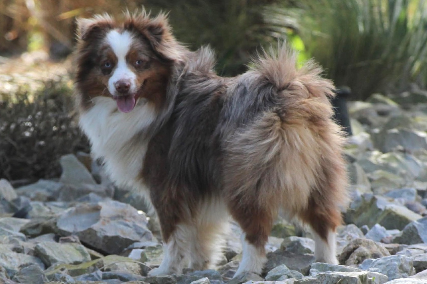 Publication : De La Cour Des Iles Auteur : Fondimare Benoit
