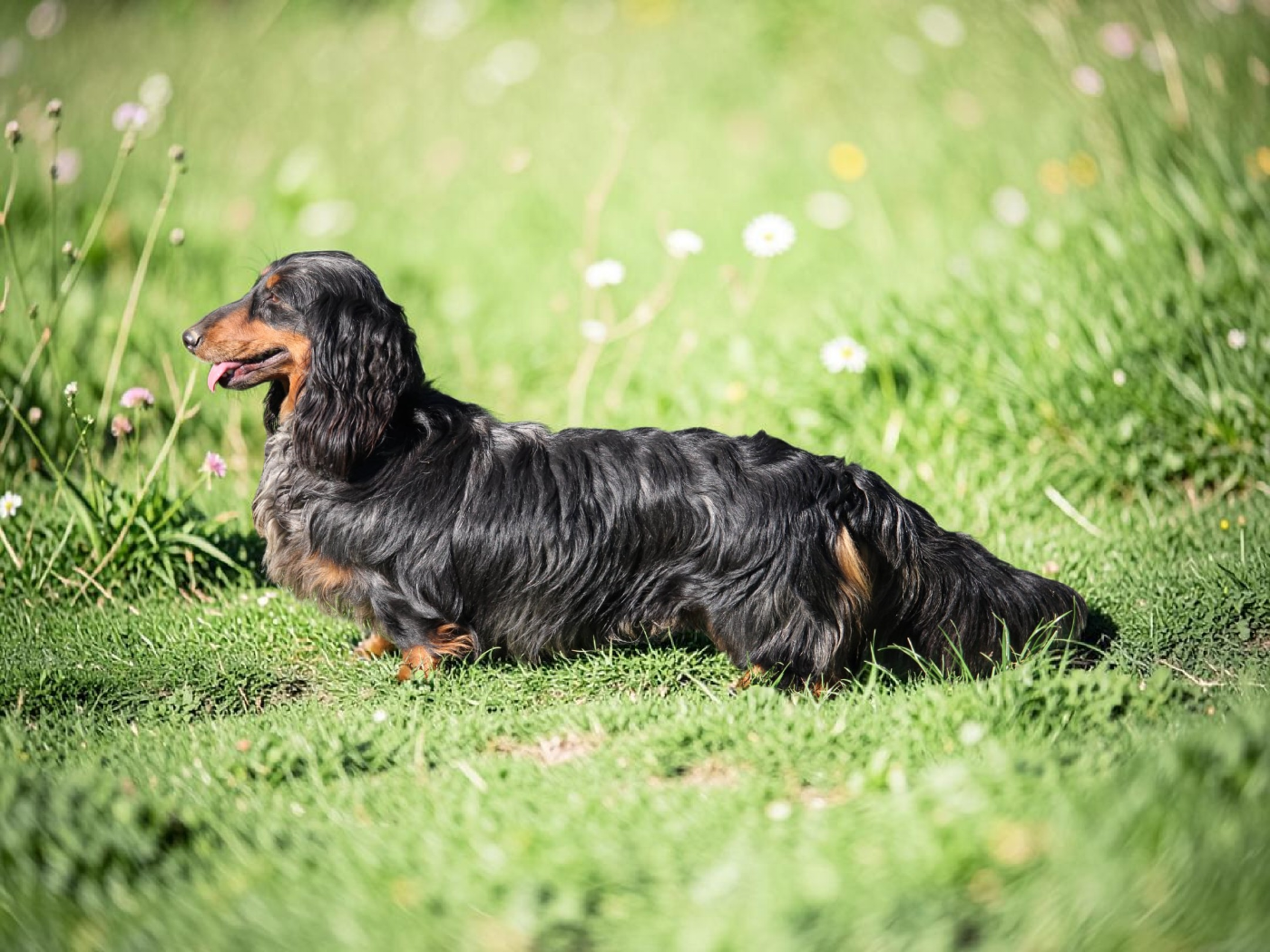 Unique espoir of bakugun heart's