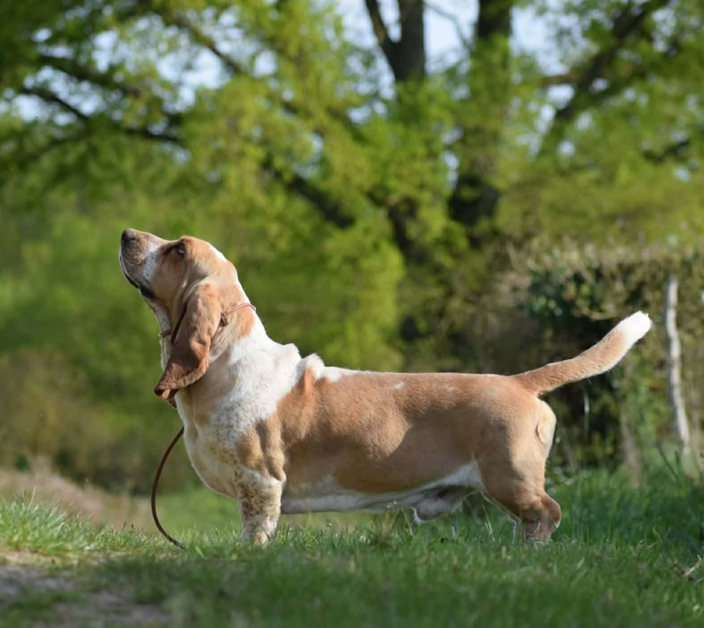 Votre altesse z'oreilles des Cotes de la Saunade