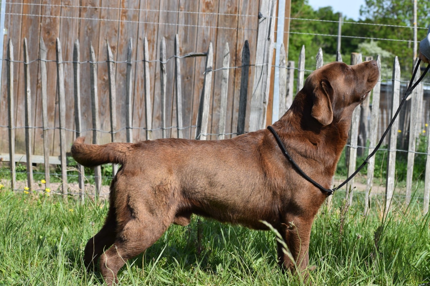 lab way Abejaruco (dit coco)