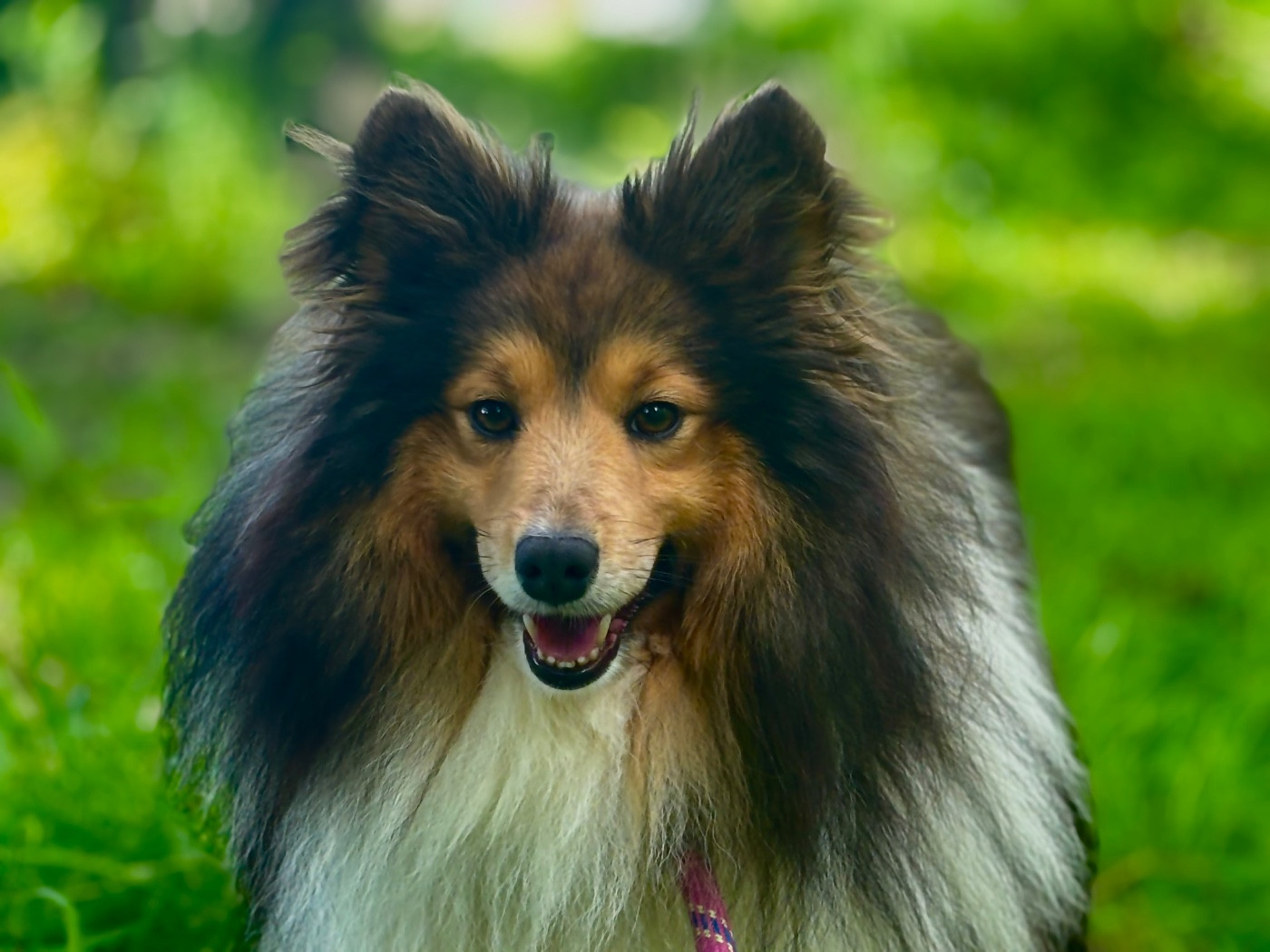 Publication : Sweetheart Of Shelties