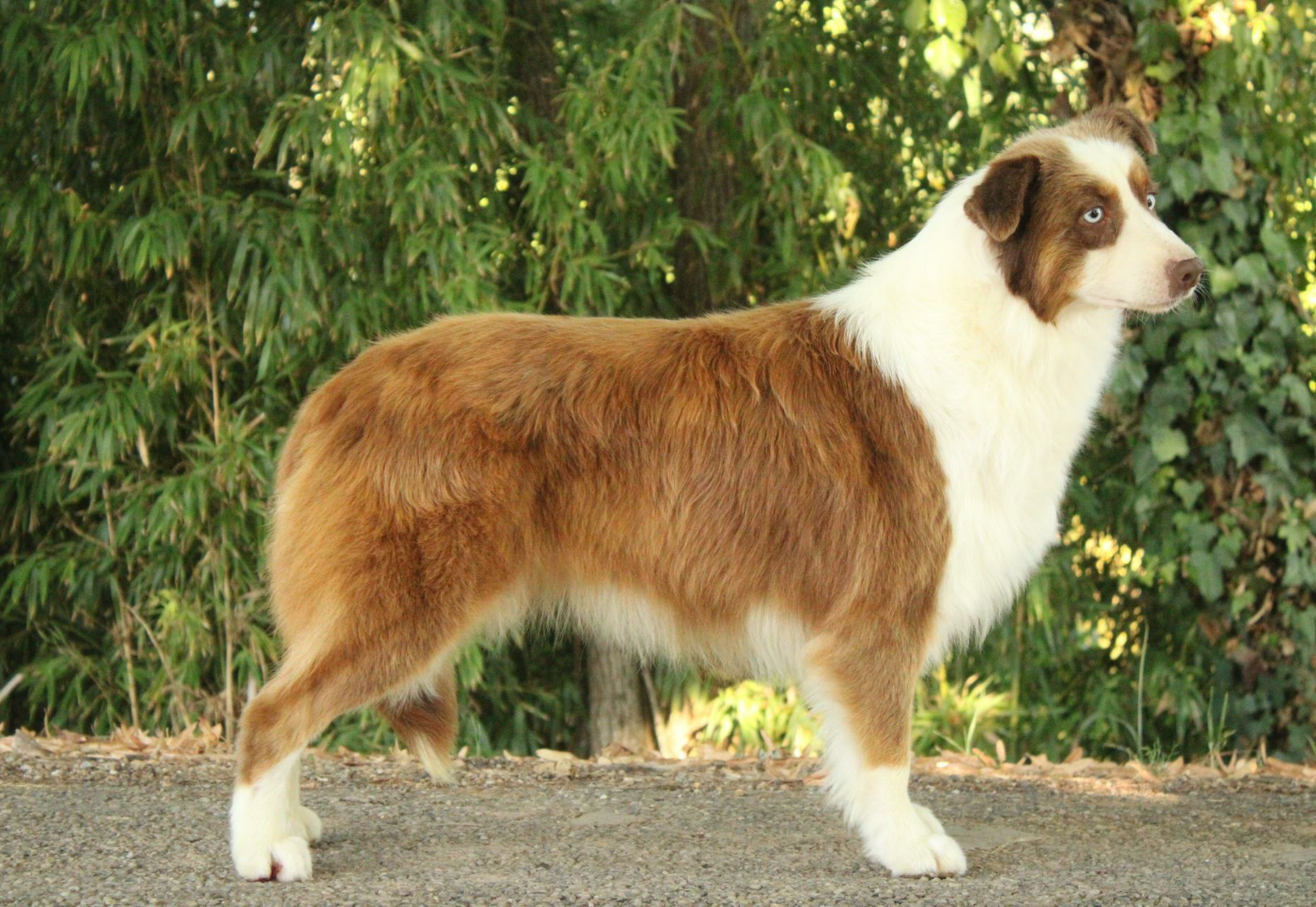 Triskell toria Du Domaine Du Clos Australien