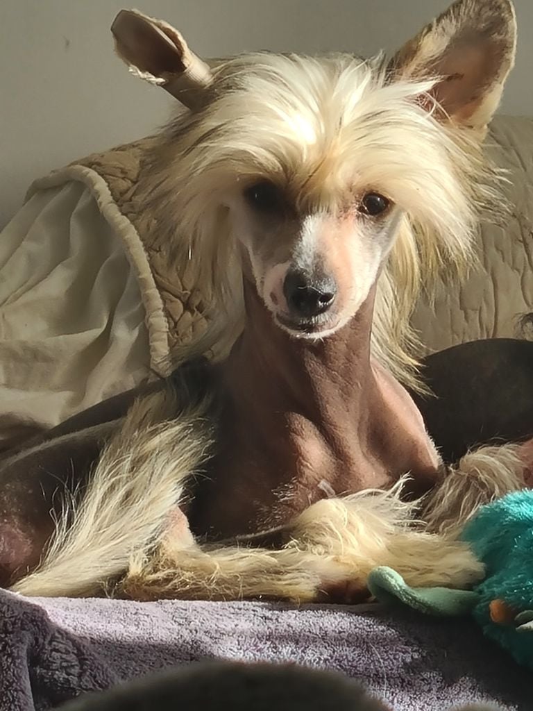 Publication : Du Chateau Bataille 