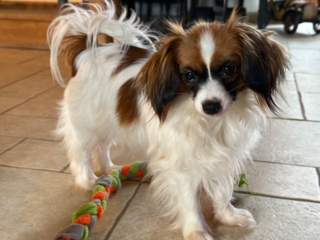 Publication : Du Courtil Fleuri D’Obelia Auteur : Muriel Toulet