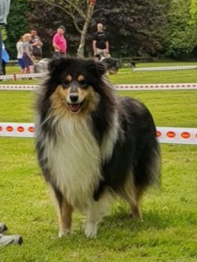 Publication : Des Princes D'Ecosse 