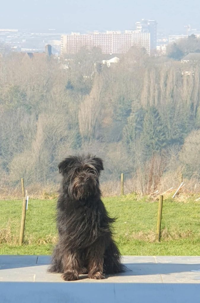 Publication : De La Mesta Pastores 