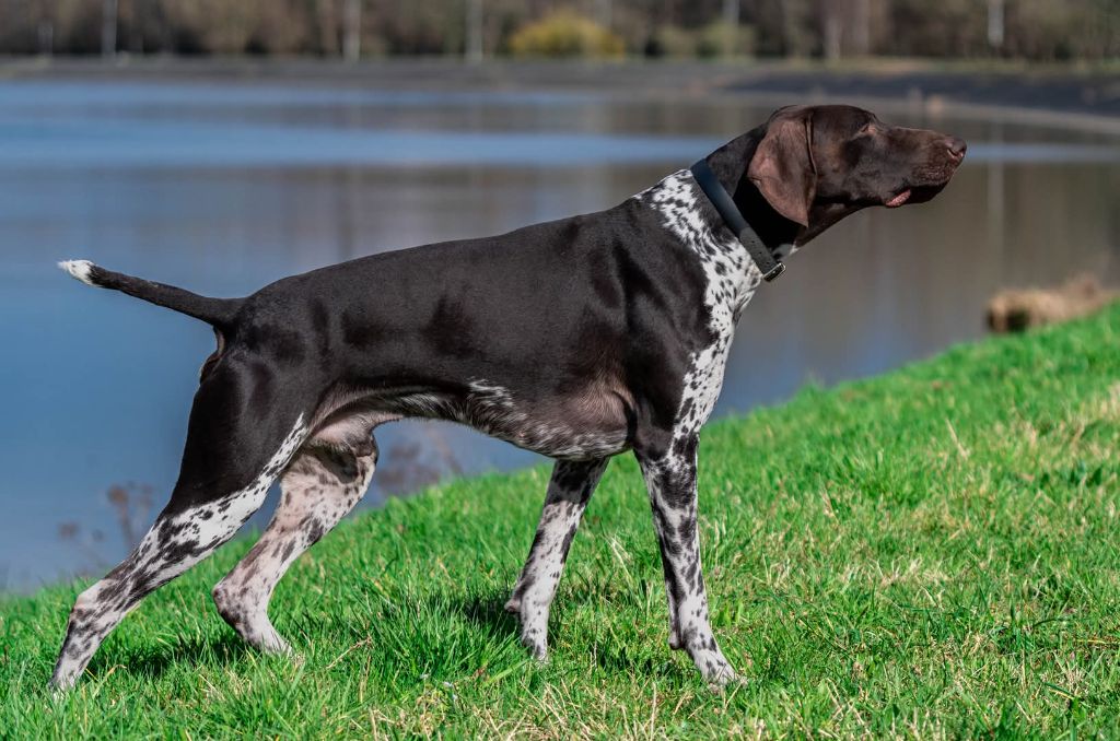 Publication : Nicolas Skimani