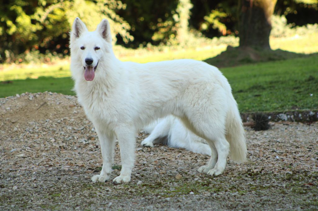 Publication : Du Domaine Des Calices De Lumiere Auteur : Dupuy Elodie