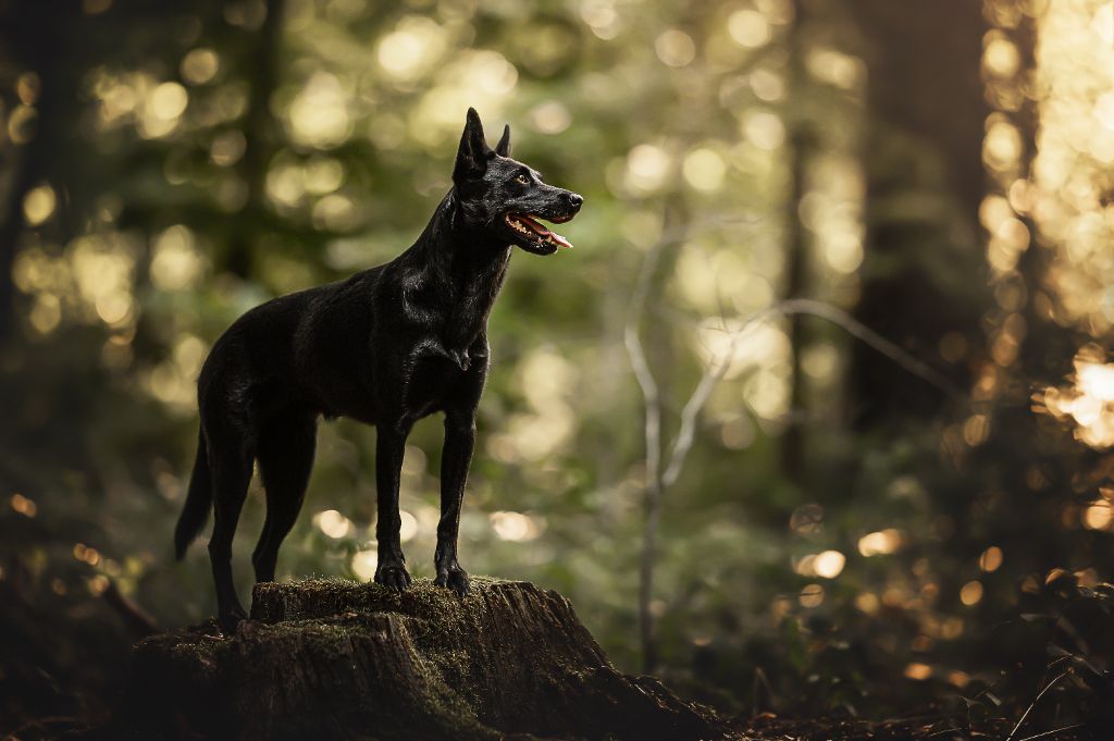 Publication : Des Diablotins De Jais 