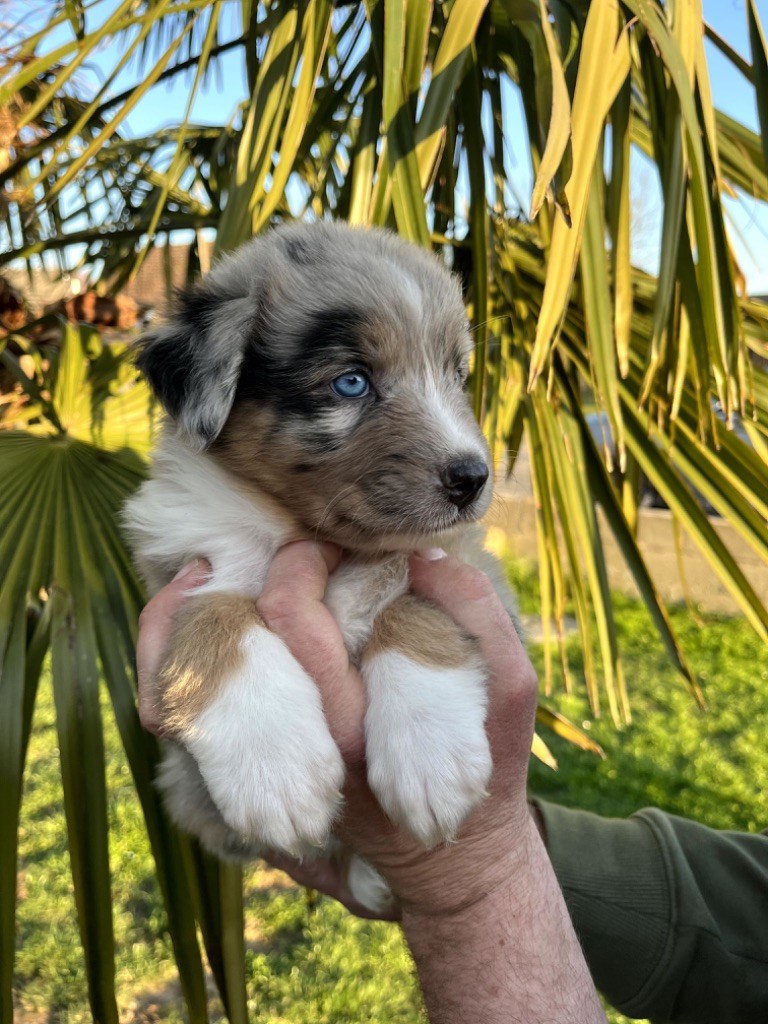 Publication : Du Domaine D'Umy Auteur : Le Domaine d'Umy