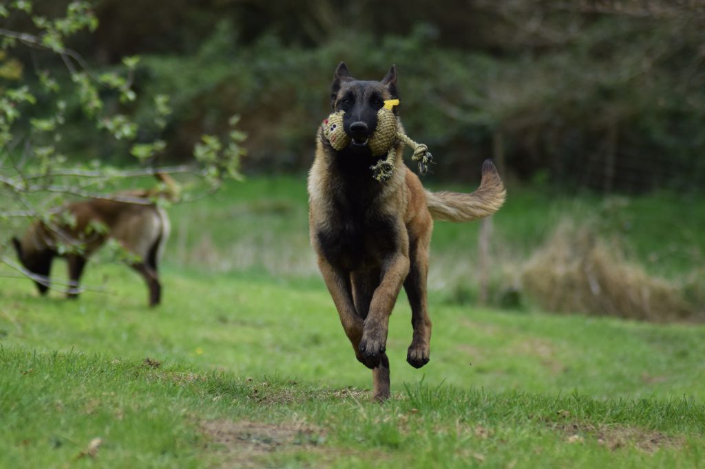 Publication : de la vallée Caid 