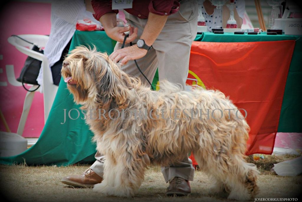 CH. Nespera do pocinho