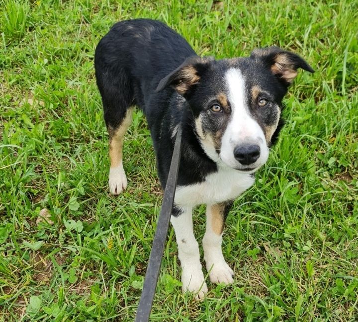 Publication : Ar Kerangwenn