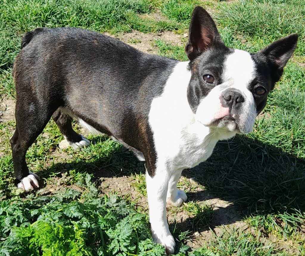 Publication : des lavandes de la Sainte Victoire 