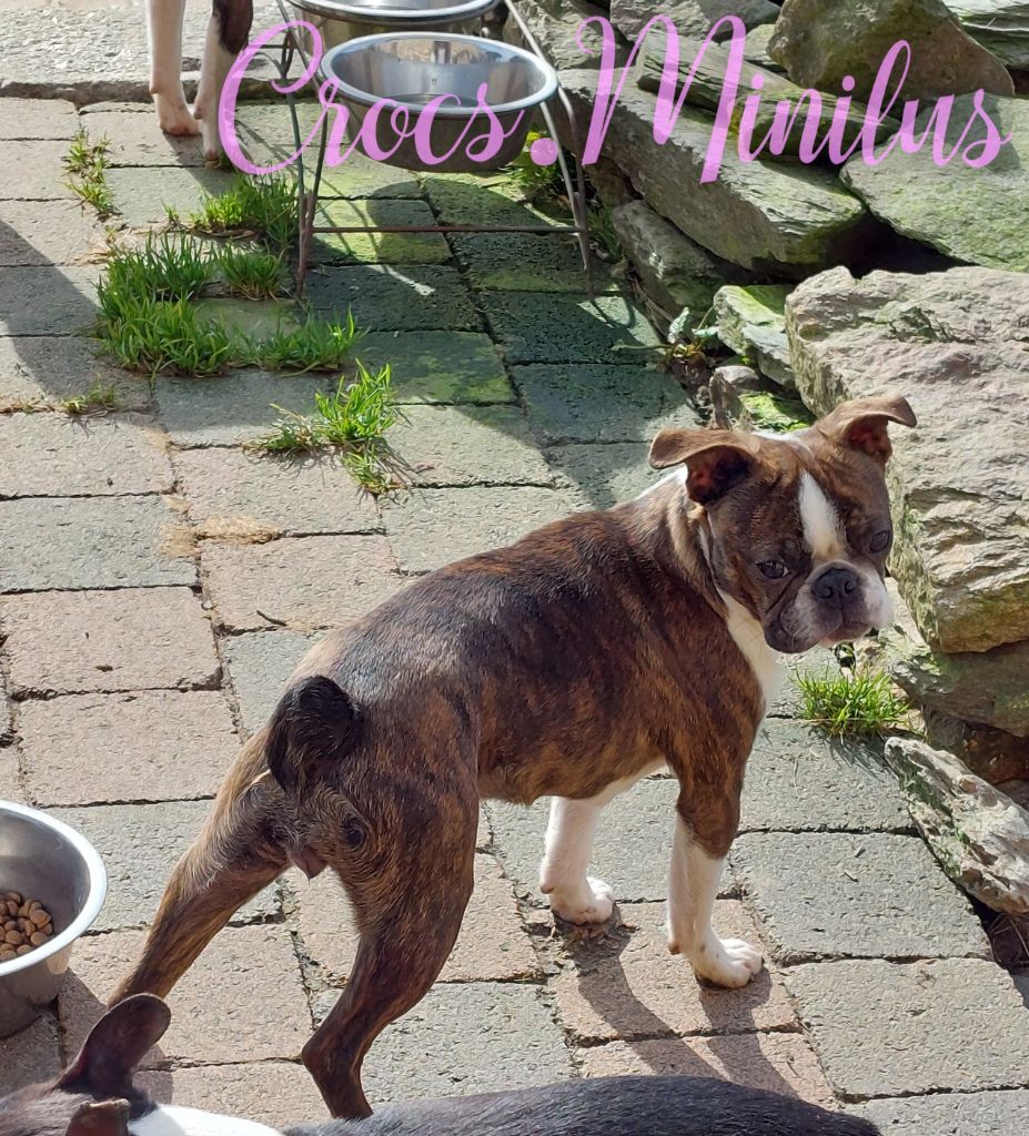 Publication : de Crocs Minilus Auteur : Crocs Minilus