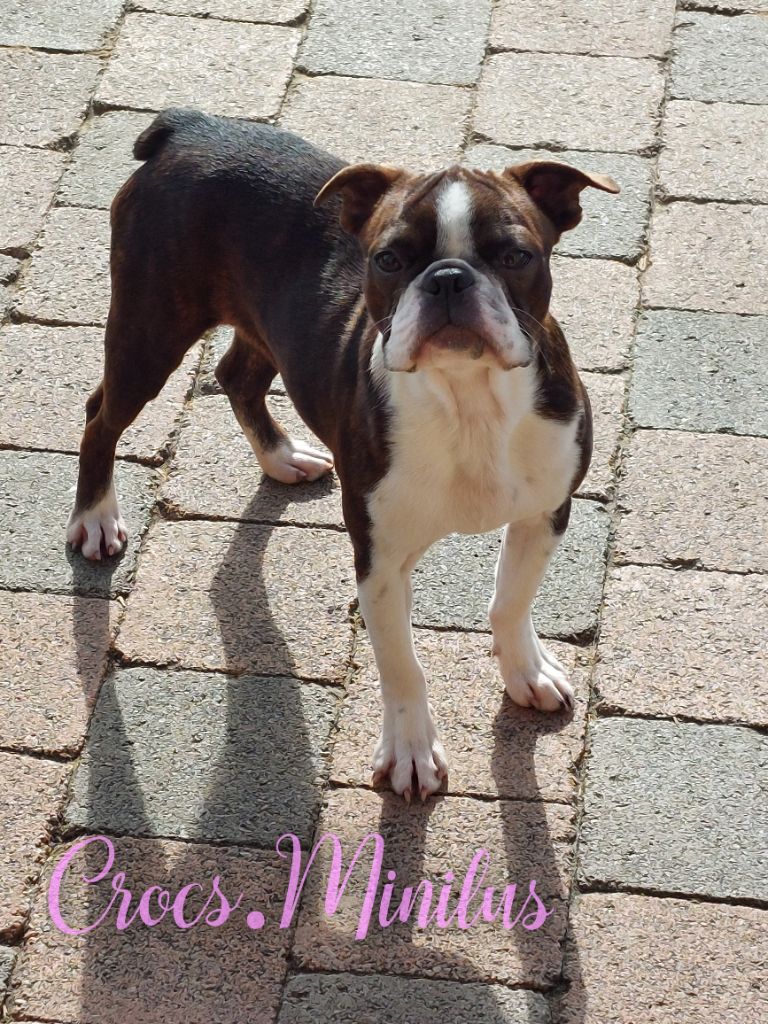 Publication : de Crocs Minilus Auteur : Crocs Minilus