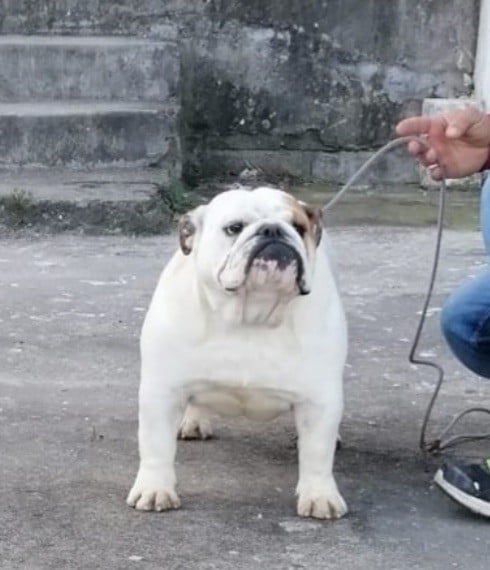 Publication : Old Champs 