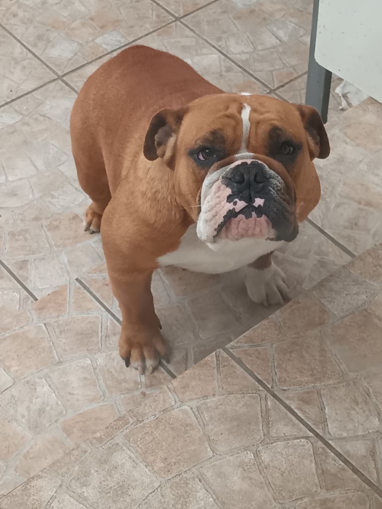 Publication : Des Sweety Bullyz Auteur : Bruno Carette