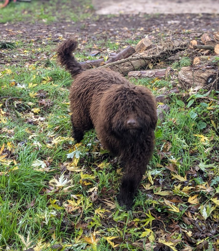 Publication : of the marjohrita