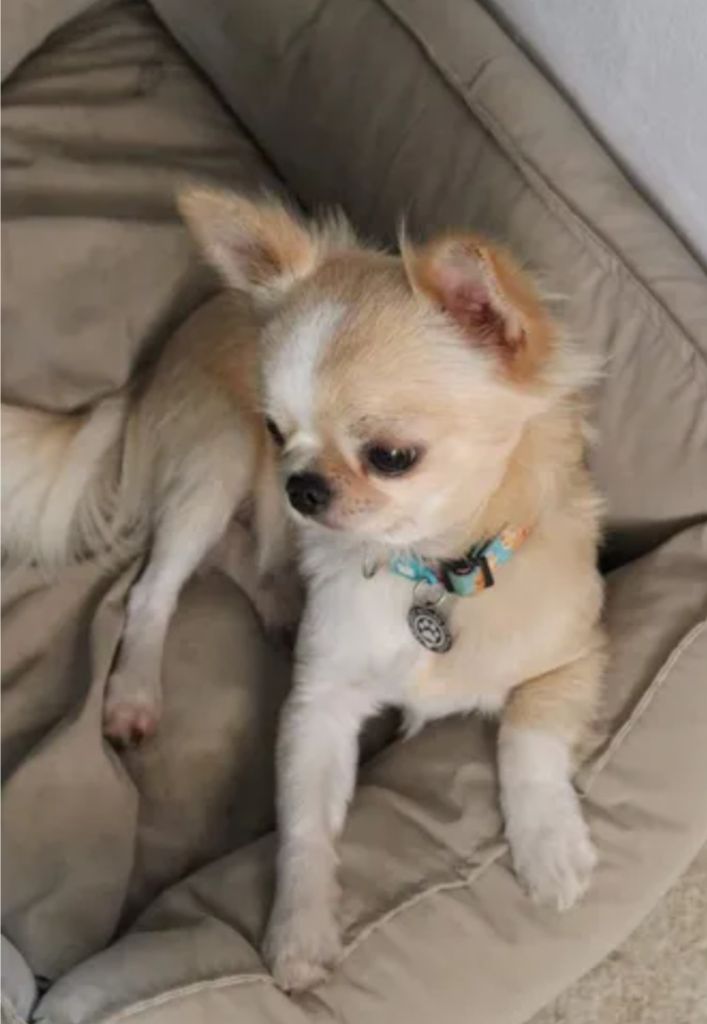 Publication : Kalivae's Stafford 