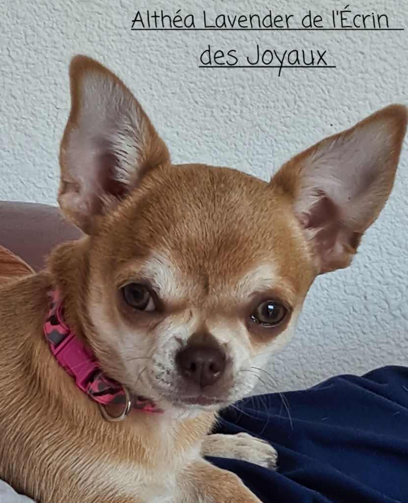 Publication : De L’Ecrin Des Joyaux Auteur : Ã‰levage de L'Ã‰crin des Joyaux 