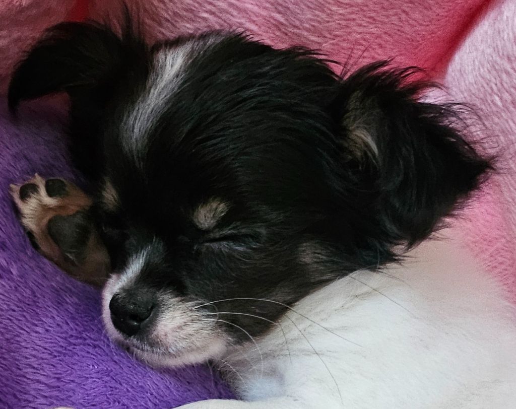 Publication : Des Mille Nuances De Douceur Auteur : Stéphanie DEMELLE