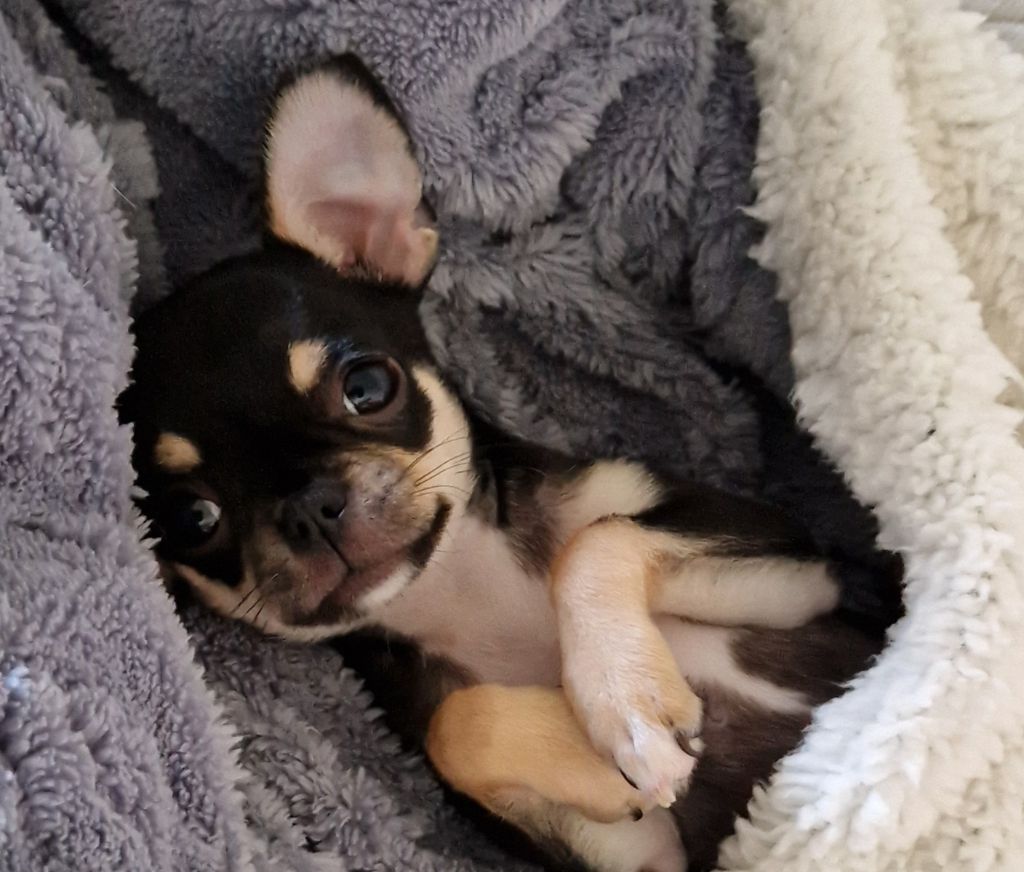 Publication : du Secret d'Urtis