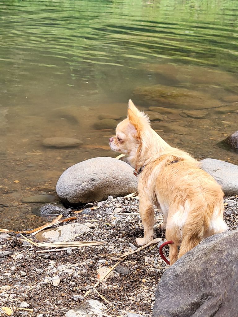 Publication : Kalivae's Stafford 