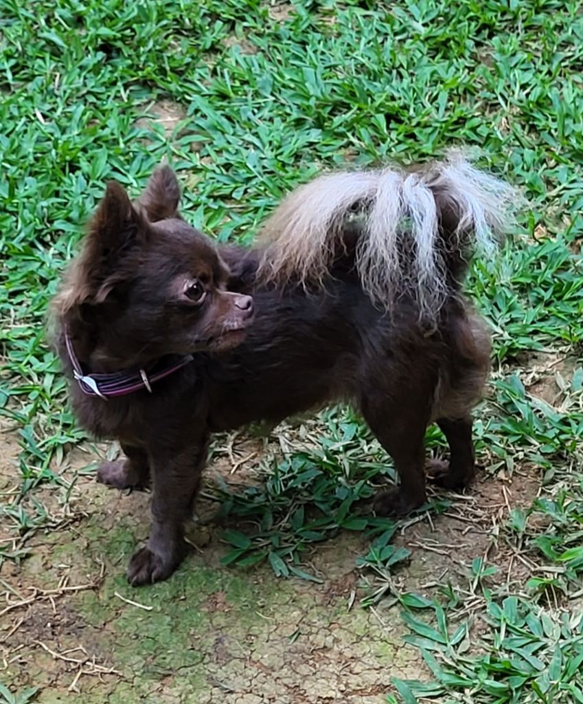 Publication : Kalivae's Stafford 