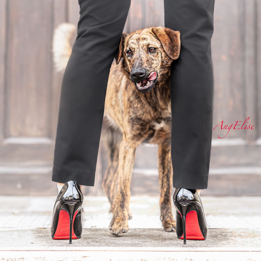 Publication : Di I Tre Ghjalghi Auteur : Angelise.fr