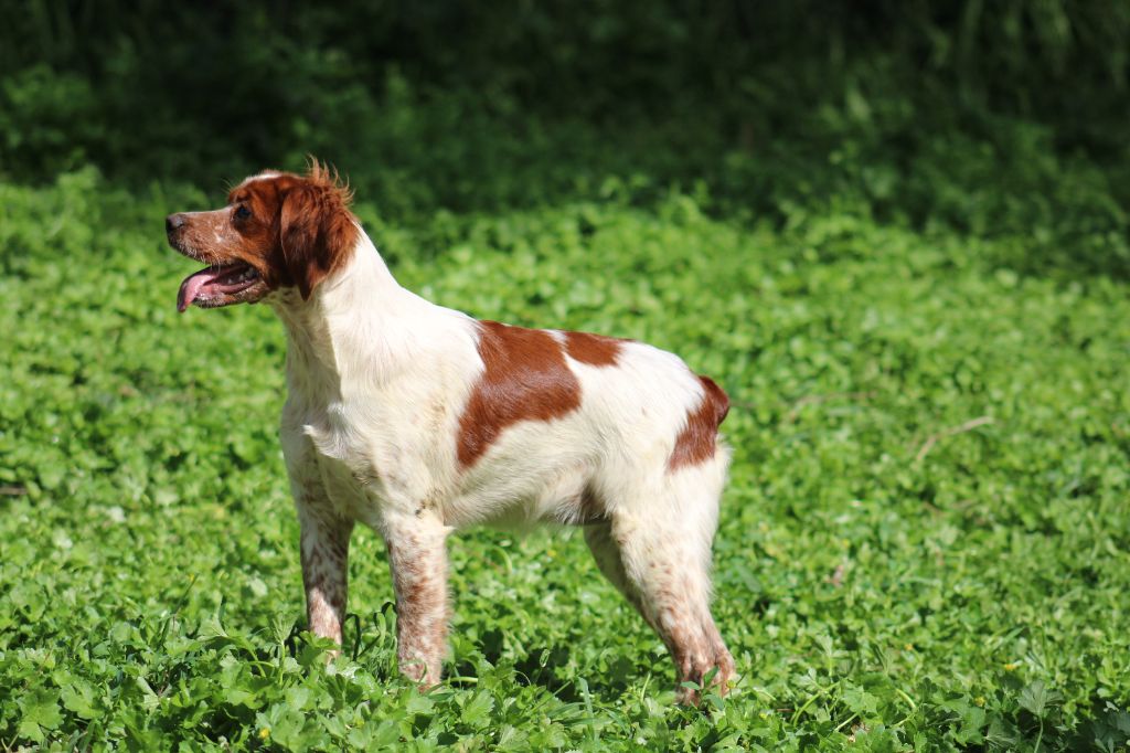 Publication : De Los Majadales