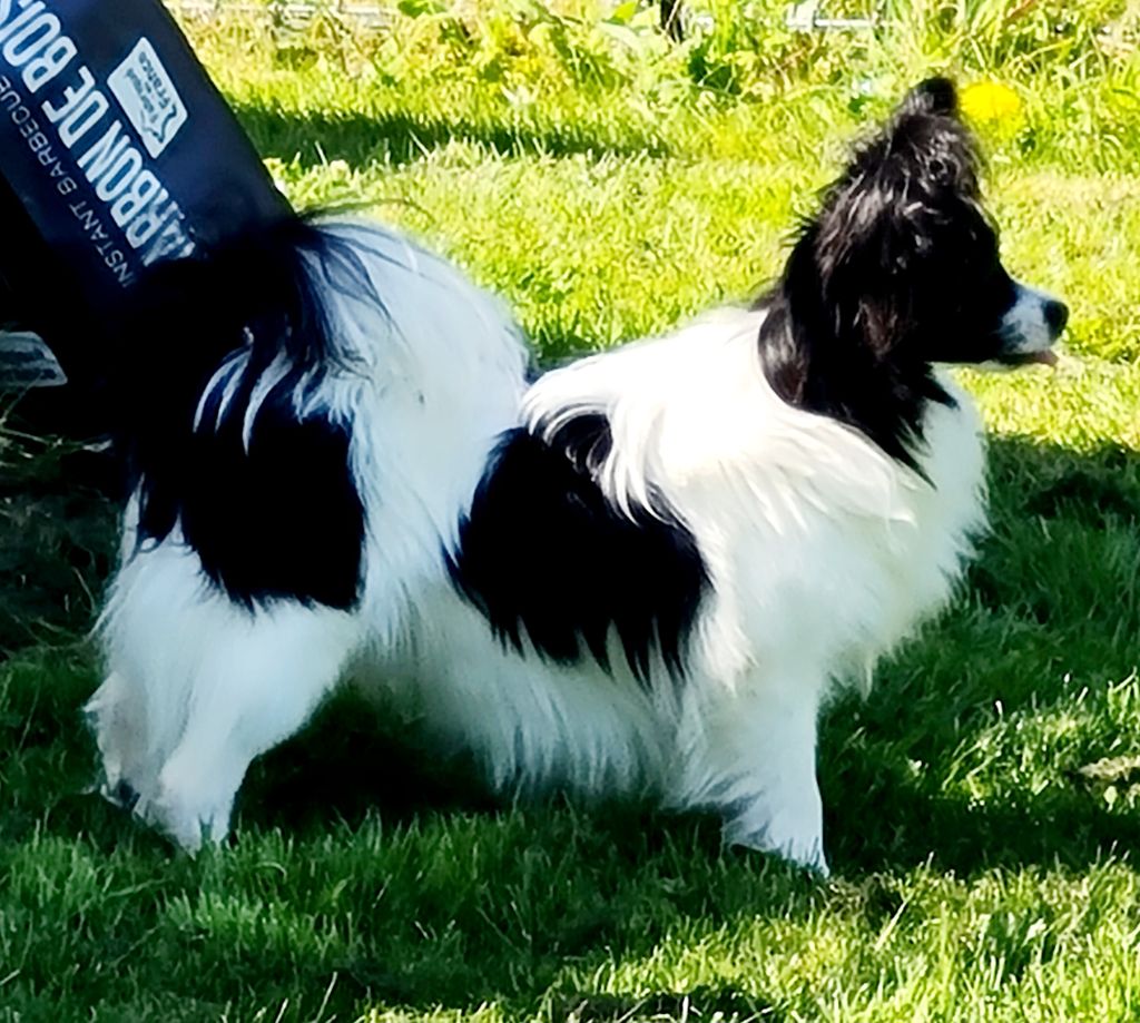 Publication : De la castelviroise Auteur : Vista le 6 Avril (10 Mois)